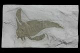 Eurypterus (Sea Scorpion) Fossil - New York #173025-1
